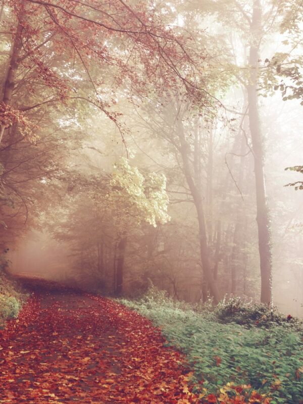 The Autumn Equinox: A Time for Gathering